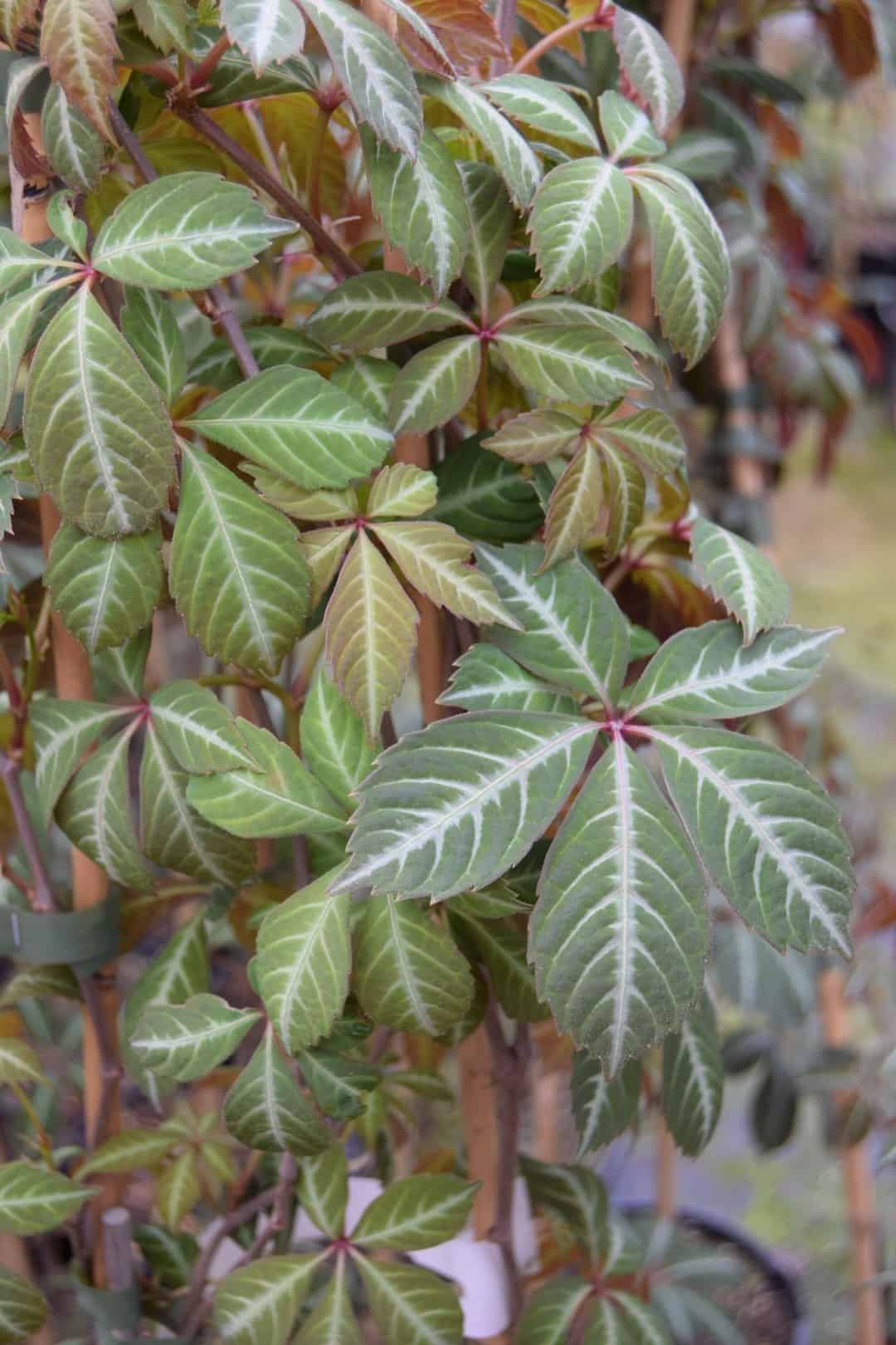 Parthenocissus henryana